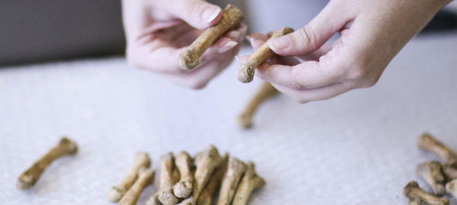 Student examining bones