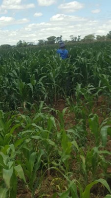 Picture of a woman on a farming land in Africa