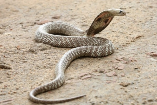 Venomous snake