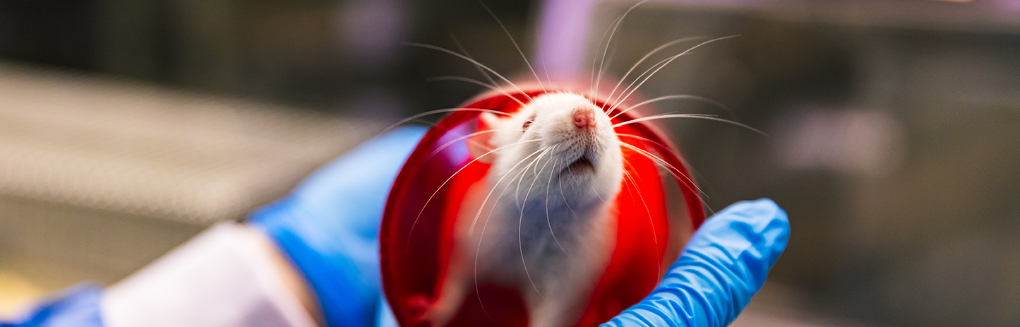 An animal care worker transfers a white rat using a transparent plastic tube, to minimise stress on the animal, from handling