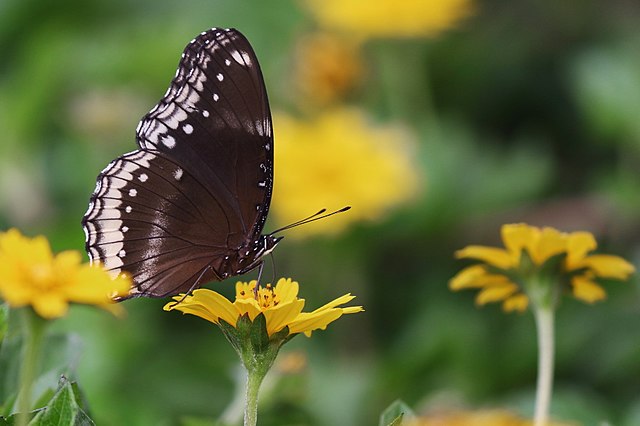 A butterfly perched on a flower