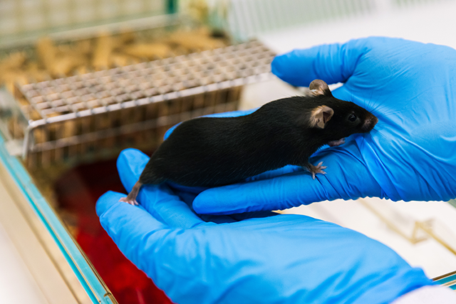 An animal care worker holds a dark-coated mouse in both hands, at the University of Reading Biological Resource Unit