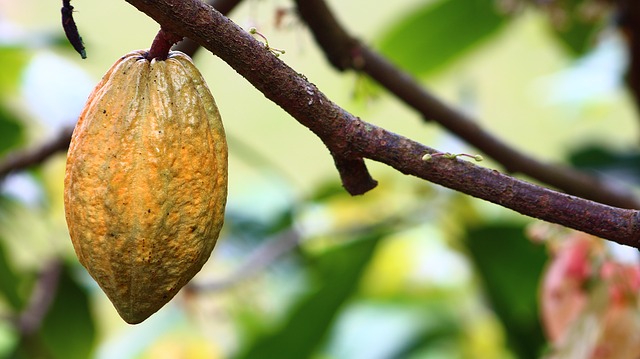 Cocoa for heart health