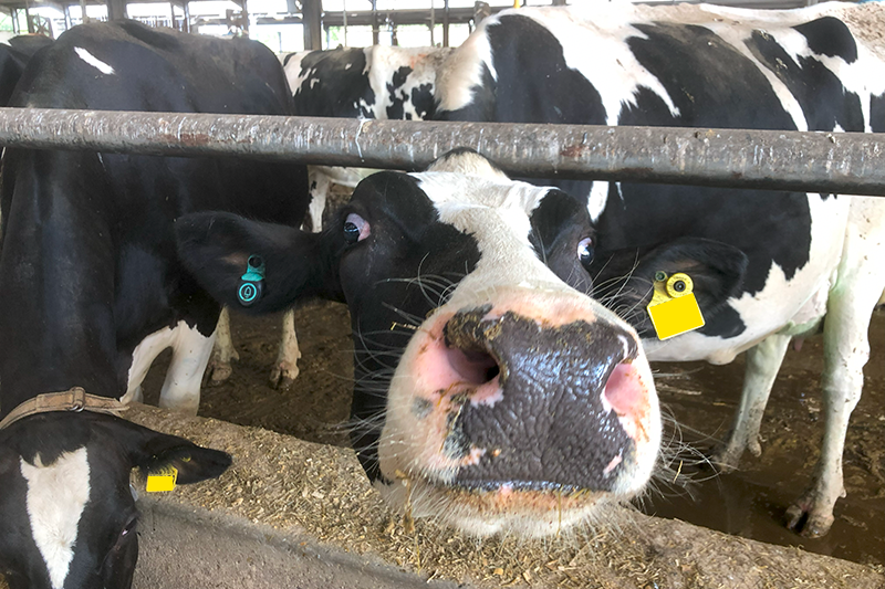 A nosey cow at the University of Reading CEDAR facility