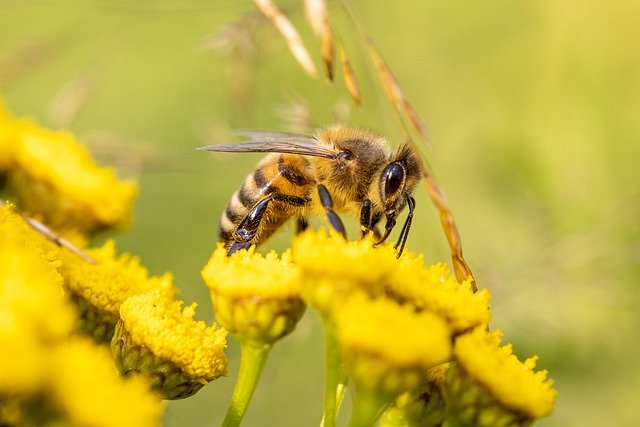 Bee pollinating flower