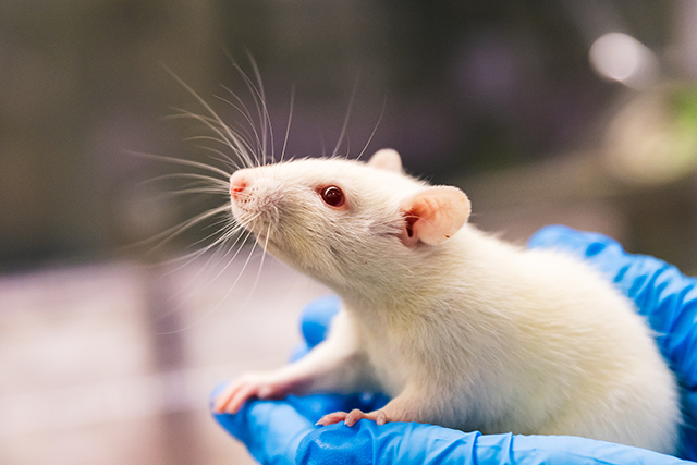 An animal care worker gently holds a white rat in both hands