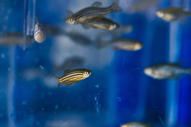 Zebrafish in the University of Reading Biological Resource Unit